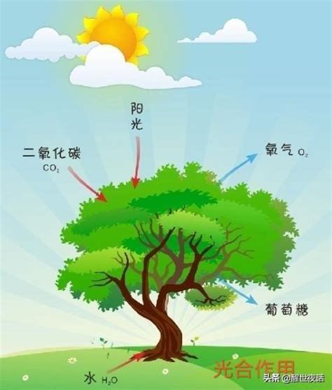 空氣的作用|空氣的性質